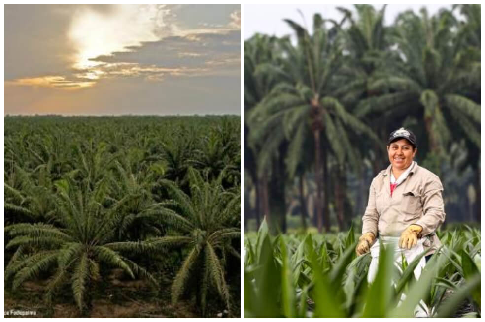 Abren convocatoria del concurso “Mujer Palmera Campesina” de Colombia