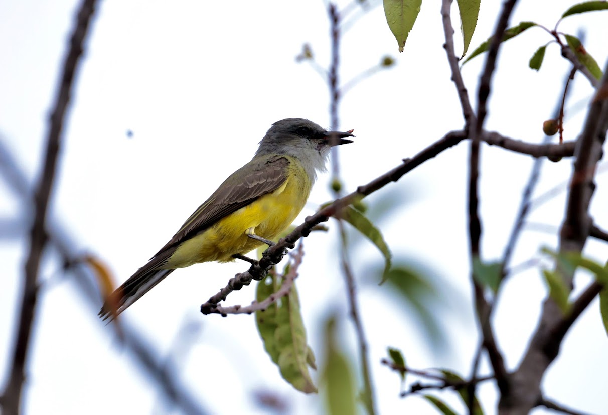 Búhos, gavilanes, murciélagos, zorrillos y ardillas hacen parte de las especies que se han visto en las 700 hectáreas que conforman el parque.