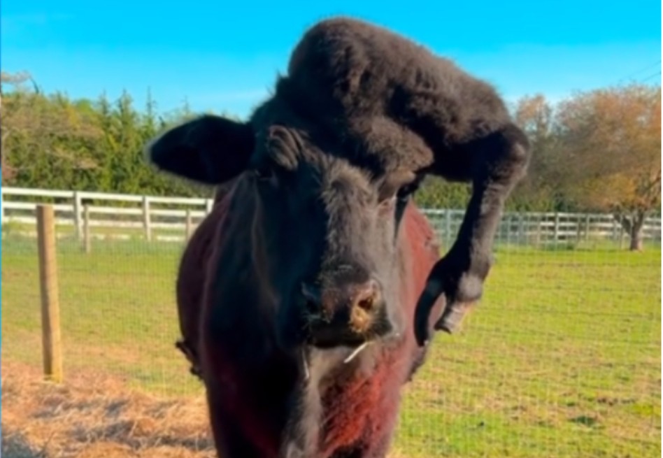 Manny, la vaca con una pata en la cabeza que encontró una familia: su historia