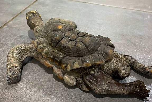Rescatan a tortuga que vivió 30 años como “mascota” en el Valle de Aburrá