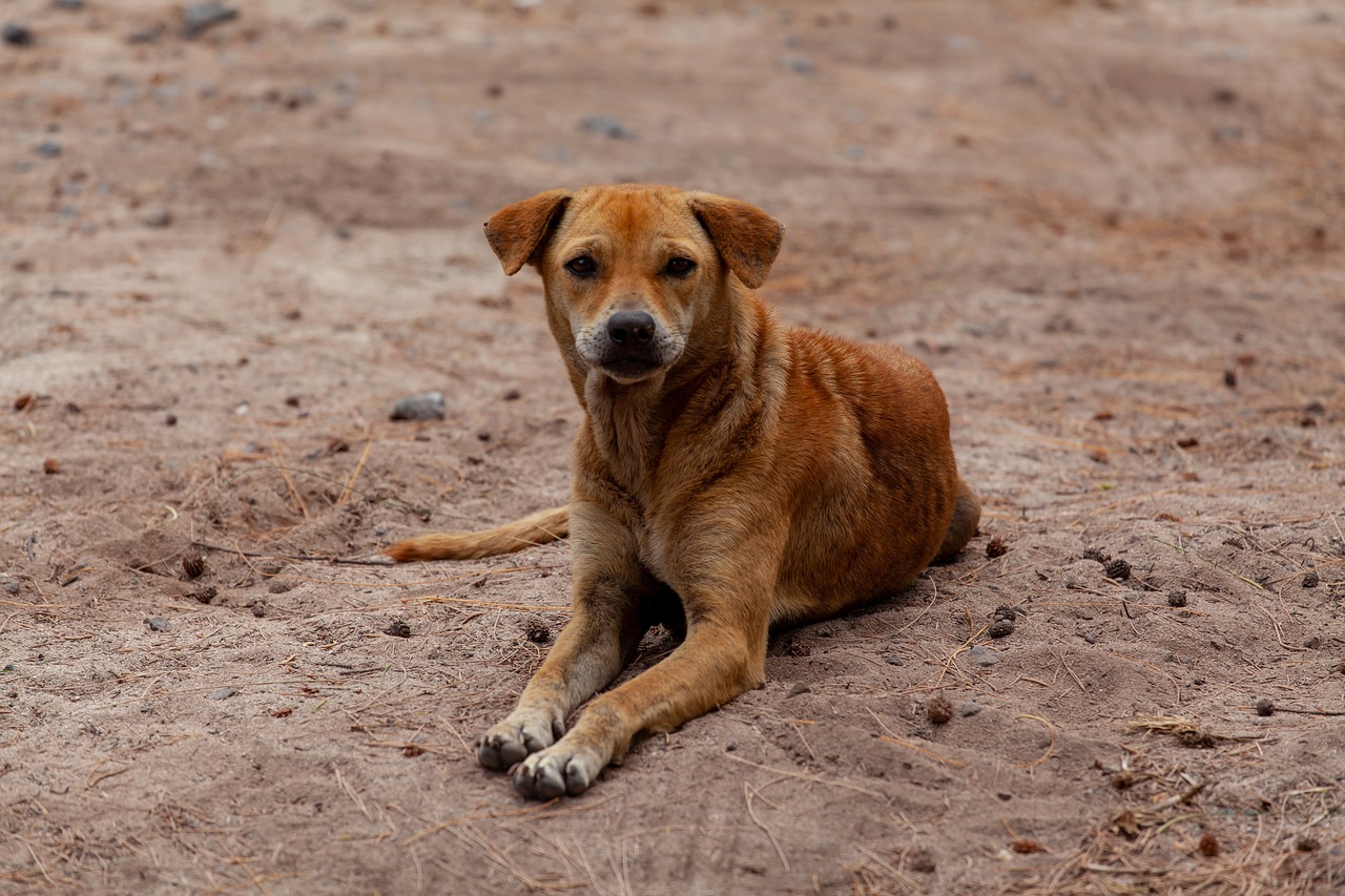 Patitas campesinas, la fundación que busca acabar con el abandono de animales