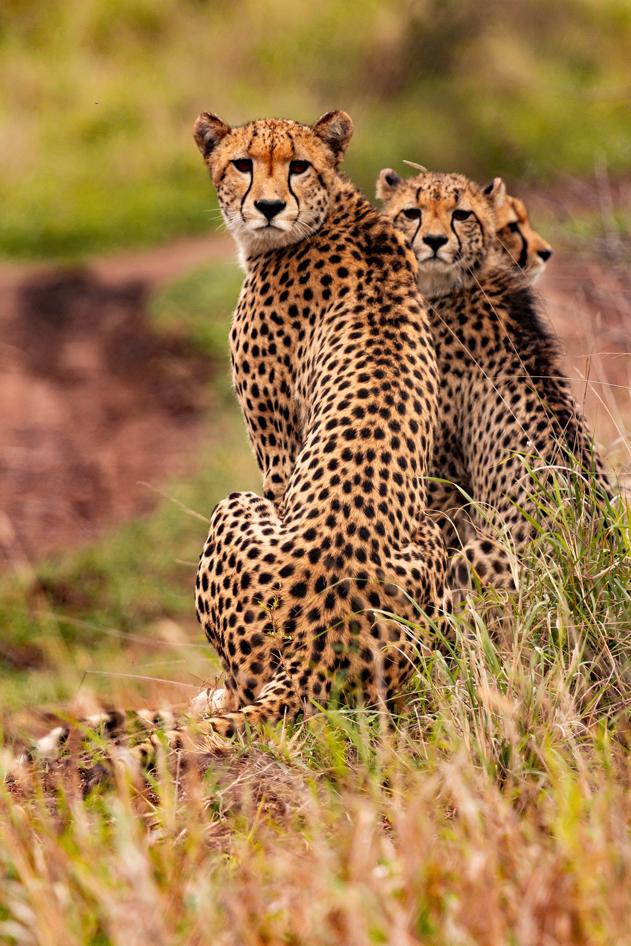 Sudáfrica enviará más de 100 guepardos a India para reintroducir la especie