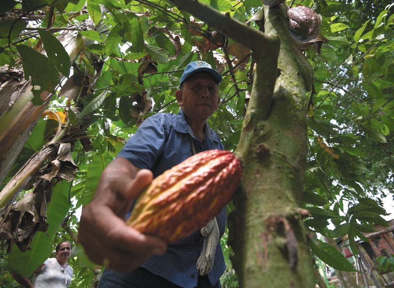 Víctimas y exparamilitares se unen para sembrar cacao en el Magdalena Medio
