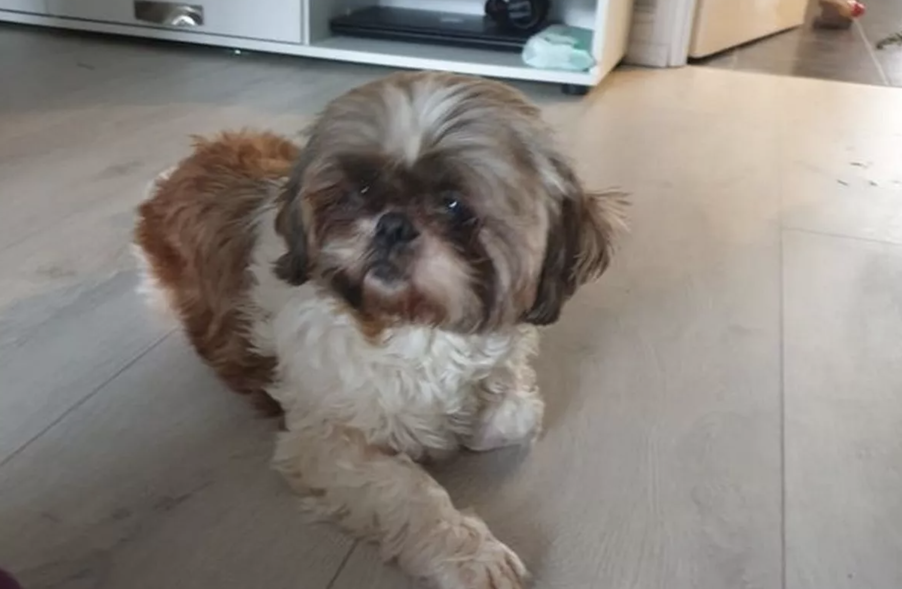 Pensó que su perrita había muerto hace ocho años, pero repentinamente apareció