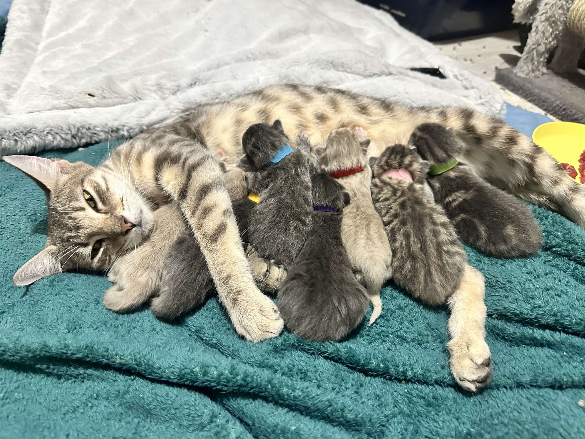 Gata comenzó una nueva aventura y cambió el curso de su vida y la de sus gatitos