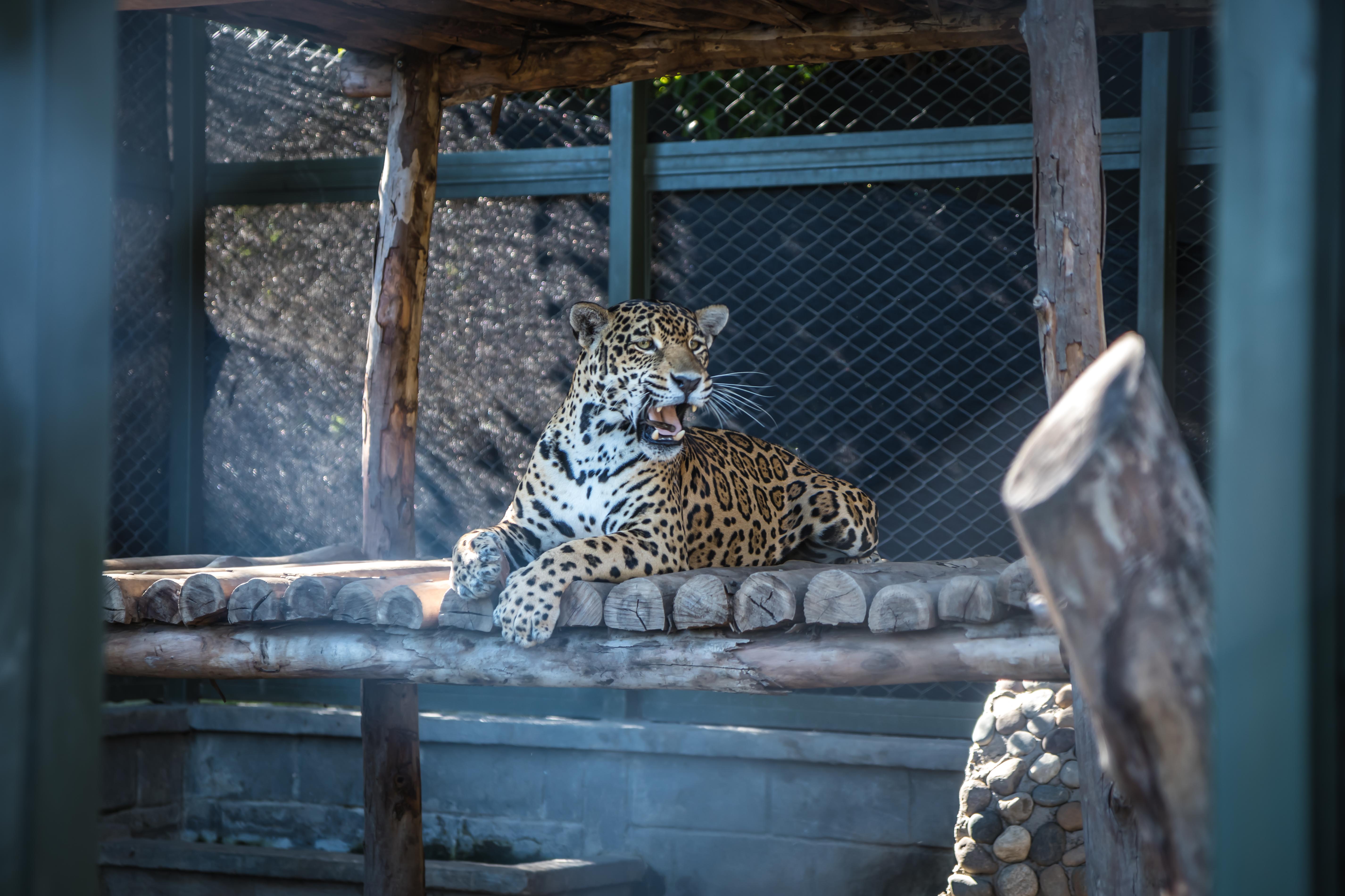 El ejemplar de jaguar hembra (Panthera onca), llegó al Centro de Atención
y Valoración (CAV) de Corponor tras ser entregada voluntariamente por
campesinos de la zona.
