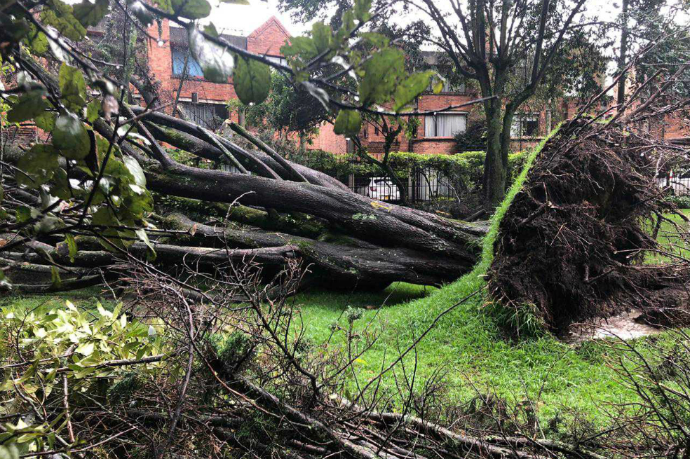 Entre las especies reportadas con mayores índices de colapso en Bogotá están las acacias (japonesa, negra, baracatinga y morada), eucaliptos (común y plateado), sauco, calistemo y ciprés, entre otras, las cuales se caracterizan por causar erosión, invasión, desplazamiento de la flora nativa, altura, podas naturales, competencia por nutrientes, crecimiento inclinado, raíces excesivamente profundas y generadoras de incendios forestales, entre otros riesgos.