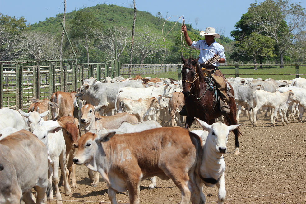 “Antioquia libre de aftosa”: Instituto Agropecuario