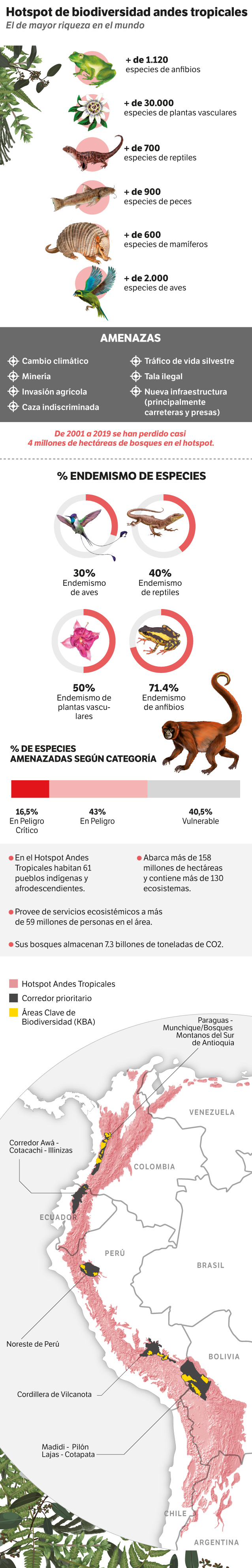 Infografía colorida del Hotspot de biodiversidad de los Andes. Con animales y plantas diversas en dibujos acompañados de textos cortos.