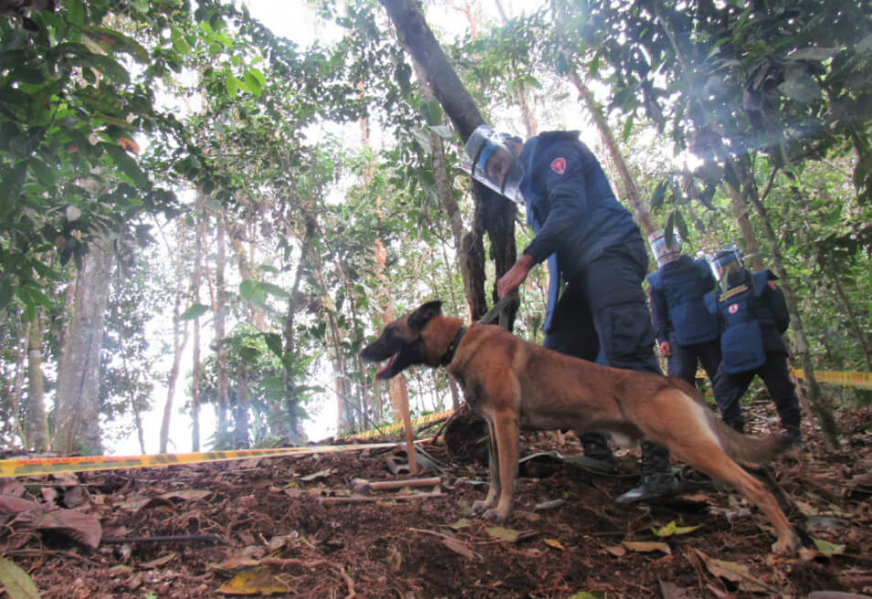 Declaran tres municipios de Cauca libres de minas antipersonal