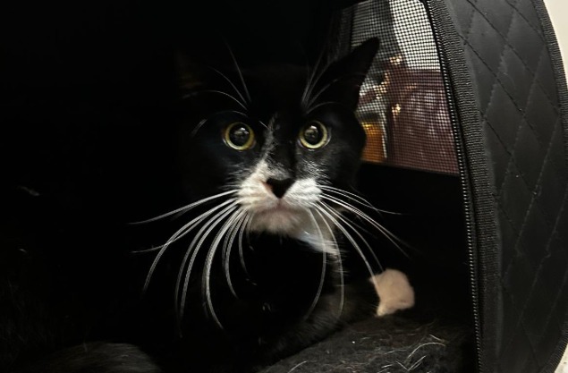 “Su vida no tenía valor”: rescatan a un gato vendido en una plataforma de artículos usados