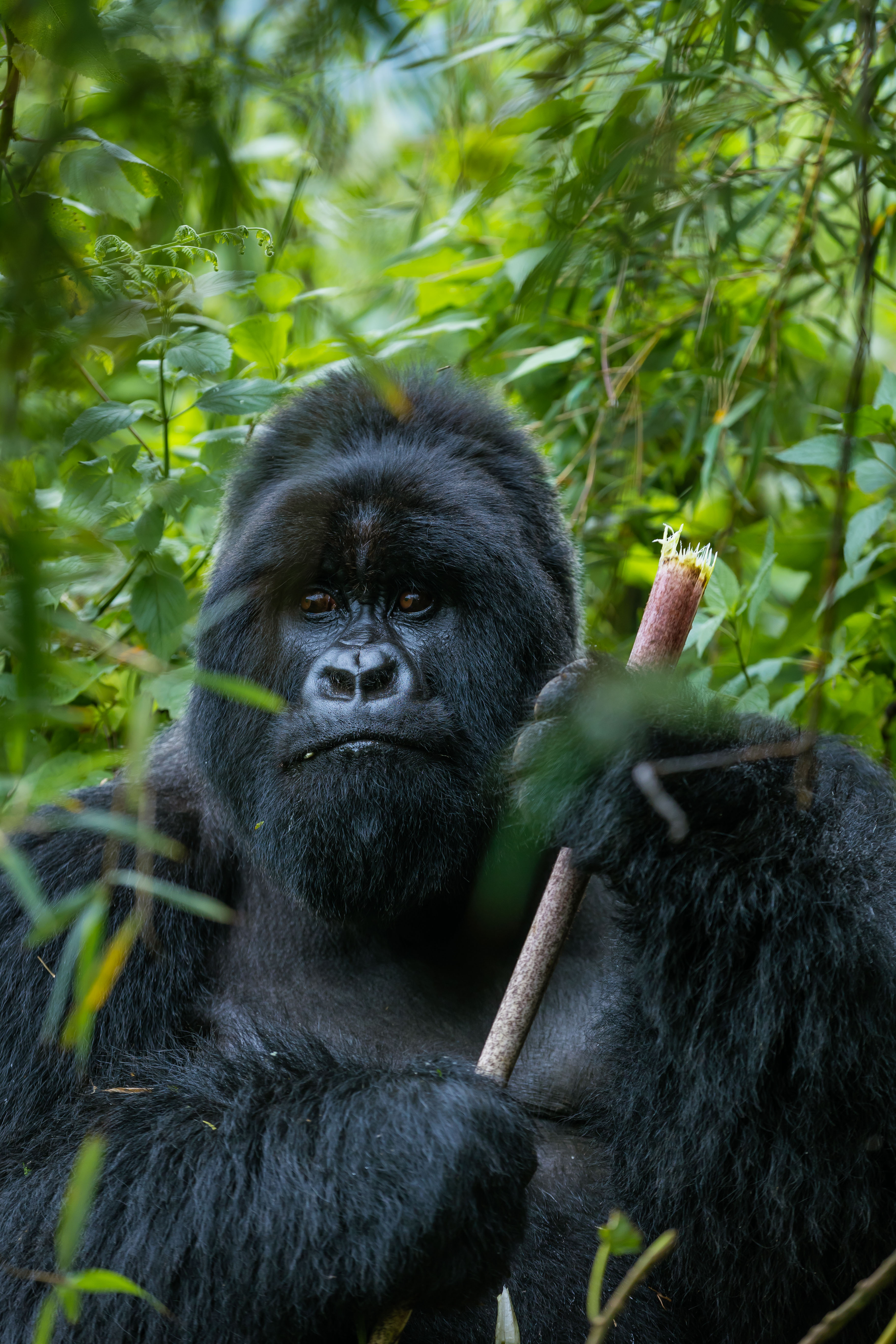 Los gorilas son los primates vivos más grandes del mundo.