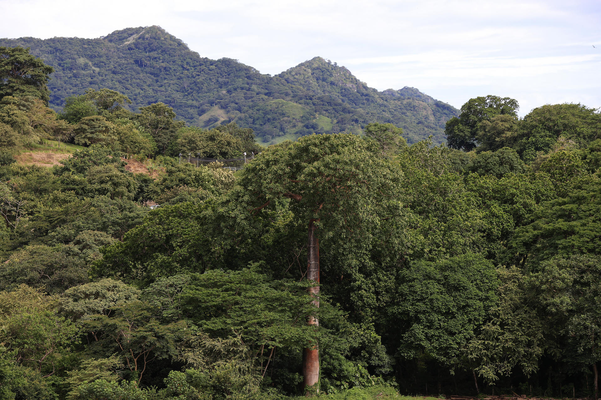 Detectan más microplásticos en bosques rurales que en zonas urbanas