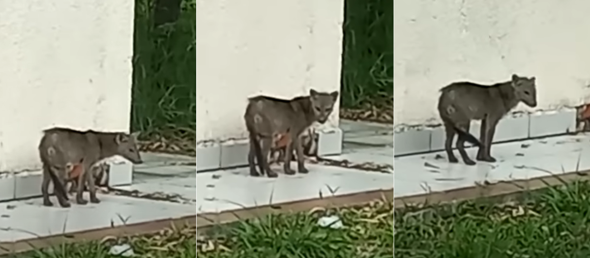 Video: perro fantasma que apareció en Bolivia se vuelve viral en redes sociales