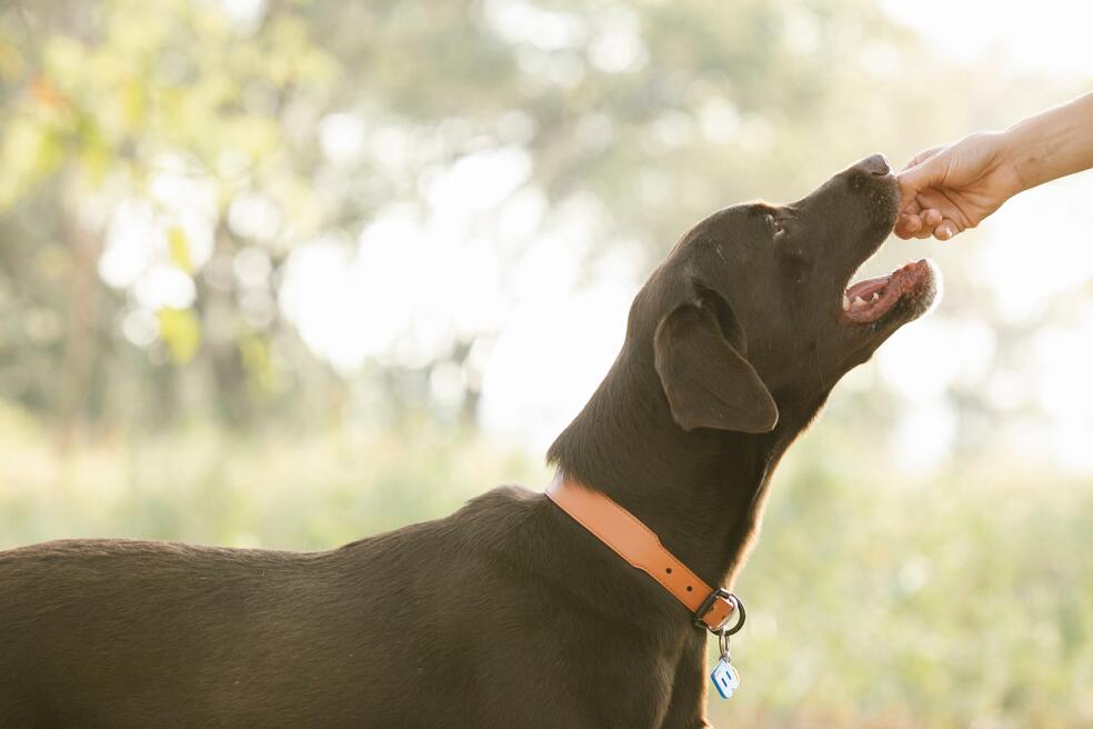 ¿Cuál es la mejor comida para perros? Le enseñamos cómo elegirla
