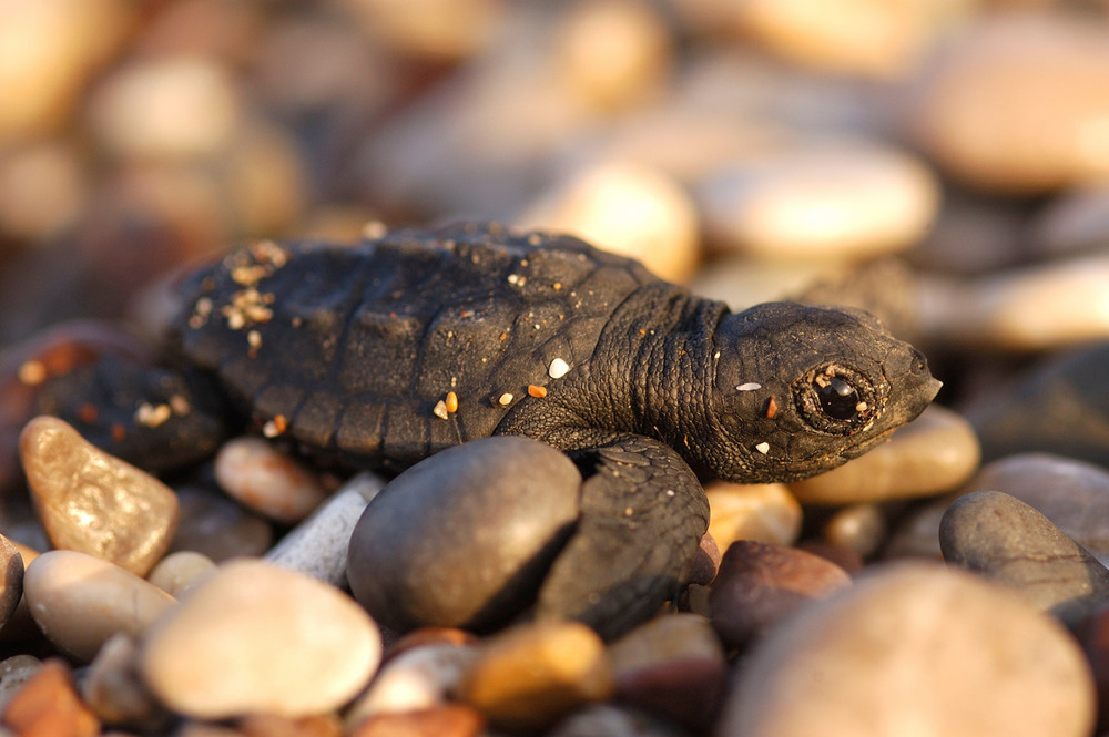 Tortugas