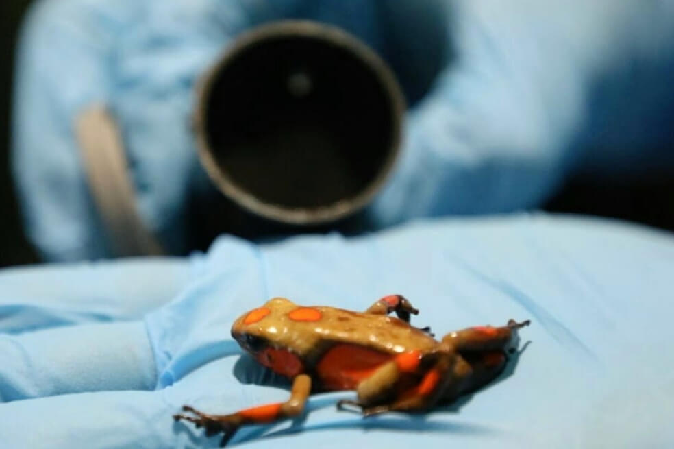 Recuperan 424 ranas venenosas que pretendían sacar del país en rollos fotográficos