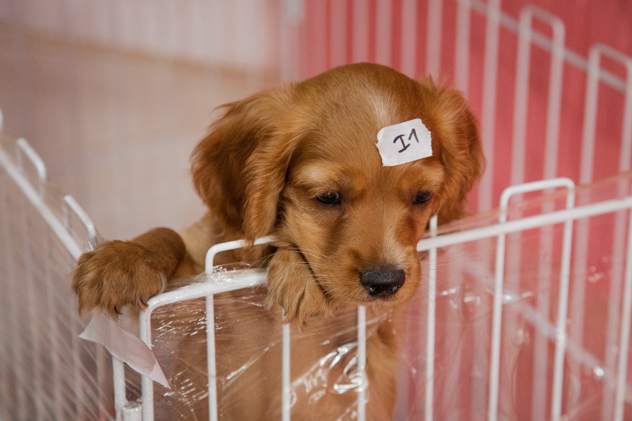 se pueden vender perros en tiendas de mascotas