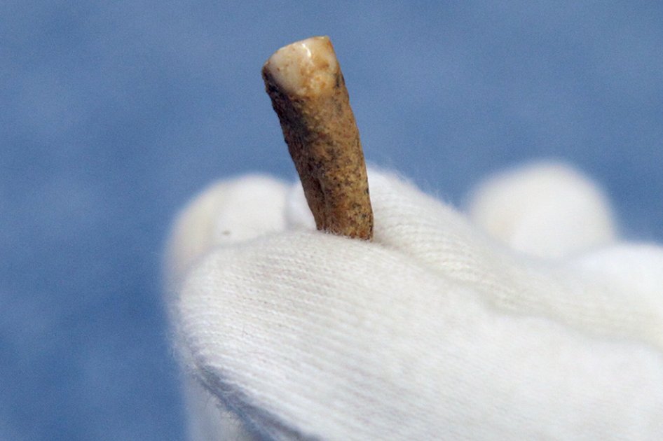 Encuentran un diente humano de 560.000 años