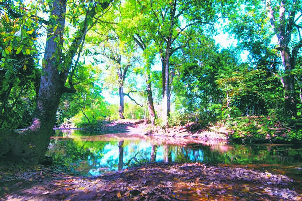 Desteñidos los bosques de los mil colores