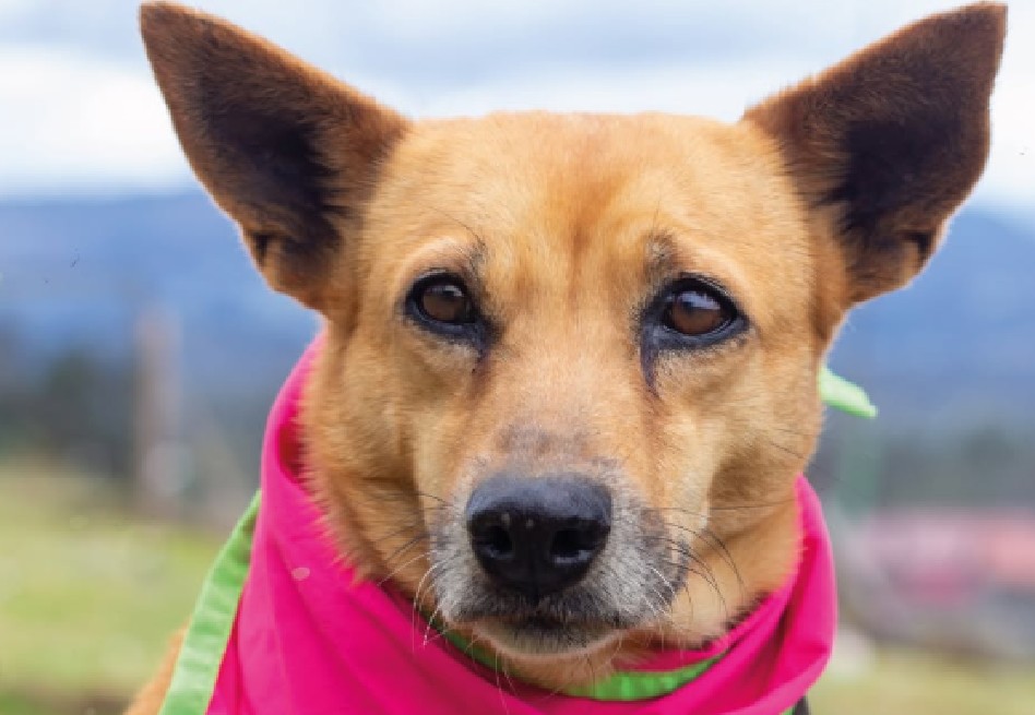 Después de superar el maltrato en las calles, esta perrita tranquila y cariñosa busca un hogar para siempre. Las visitas se pueden programar por mensaje directo.
