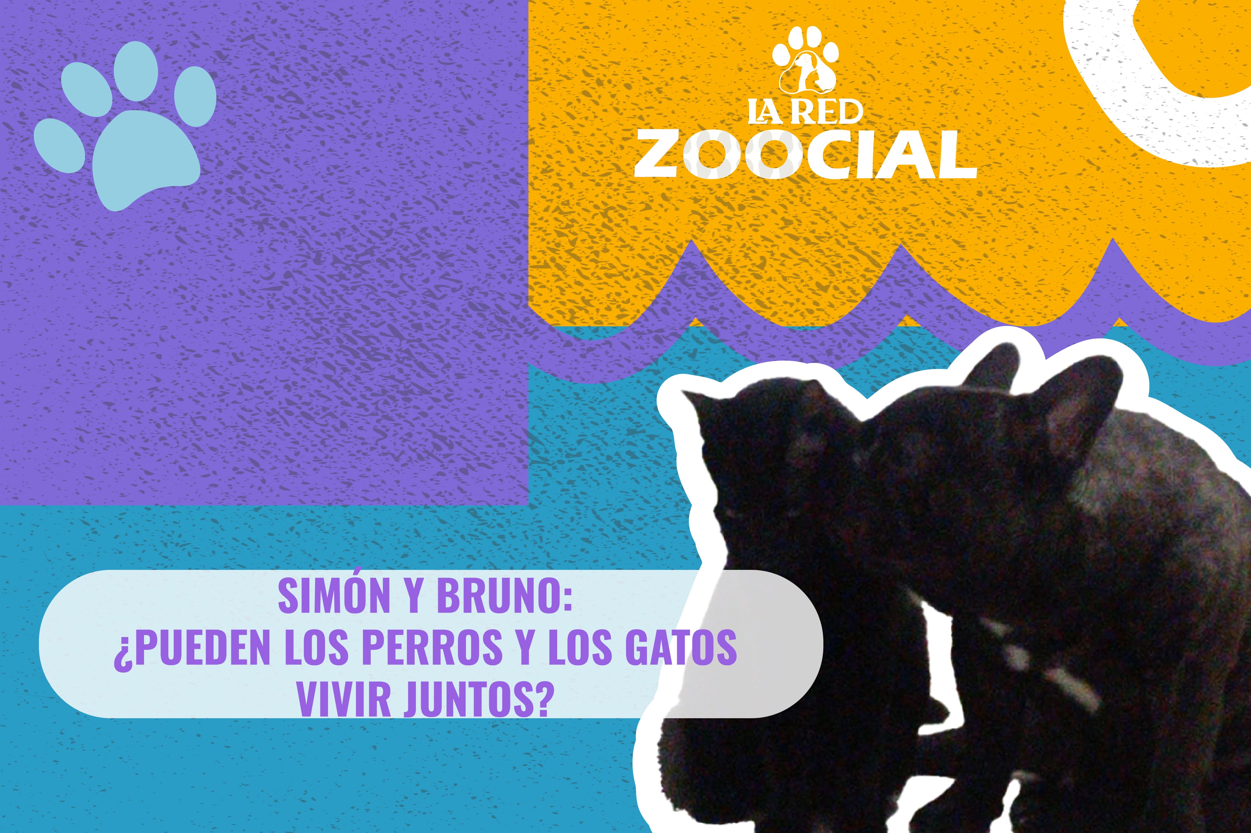 (Video) ¿Pueden los perros y los gatos vivir juntos?