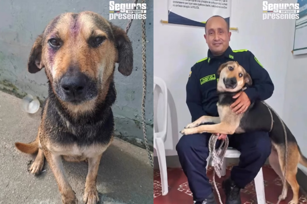 Luna, la perra que pasó de vivir debajo de un puente a formar parte de la Policía