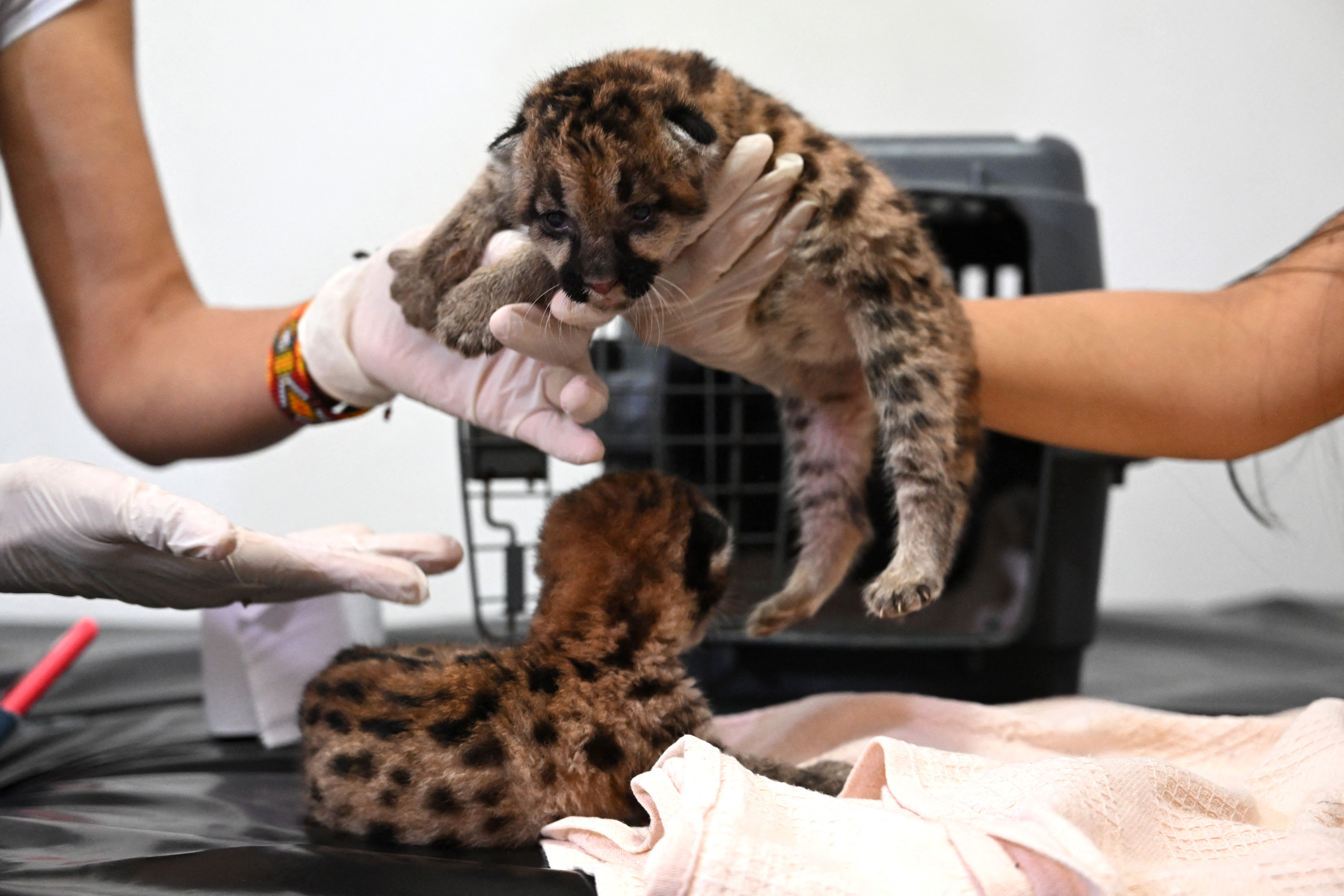 Dos cachorros de puma fueron encontrados por campesinos en el Guaviare