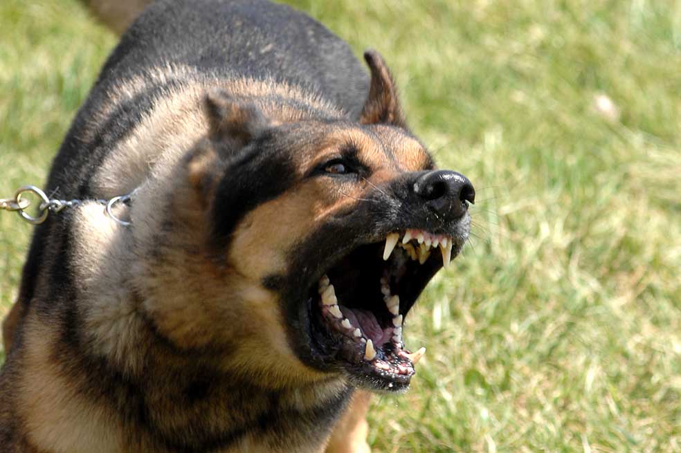 Al año 60.000 personas mueren por rabia transmitida por animales
