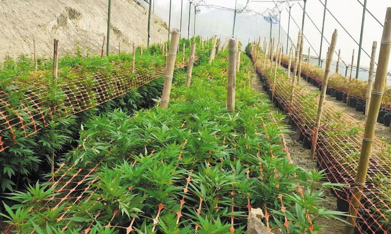 Industria del cannabis: el gran mercado al que le apostará Bogotá