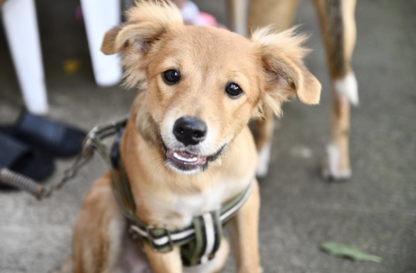 Huila esteriliza más de 2.000 perros y gatos: ¿cómo acceder al programa?