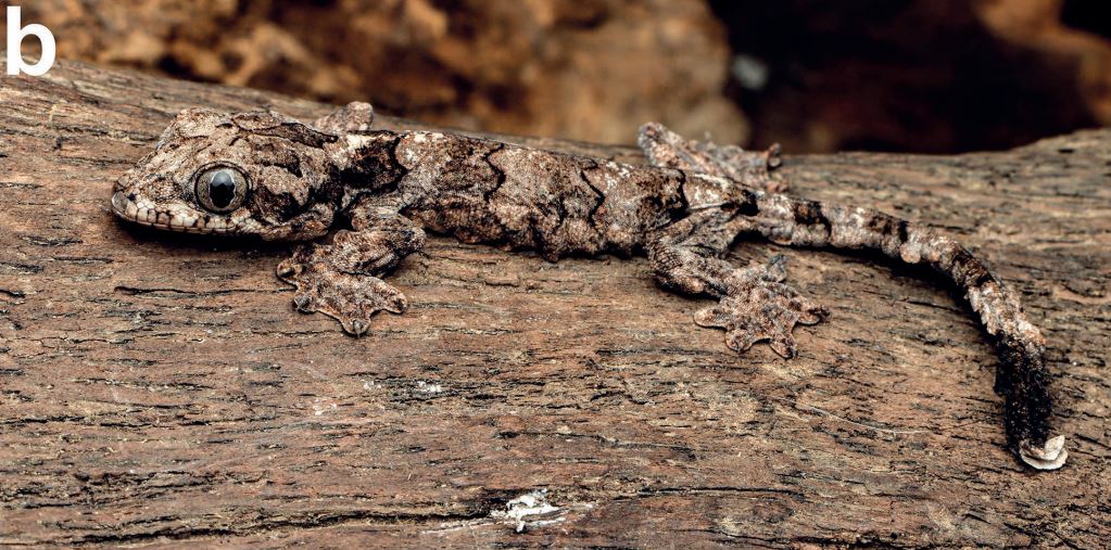 Este gecko volador es nuevo para la ciencia