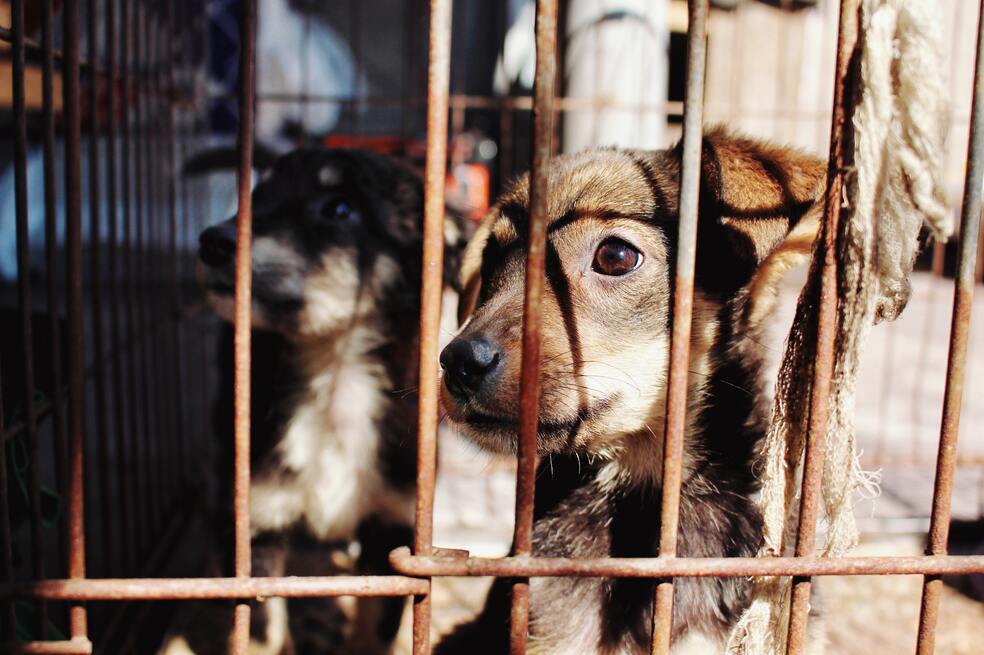“Los animales fueron usados como bombas en el conflicto armado”: Carlos Andrés Muñoz