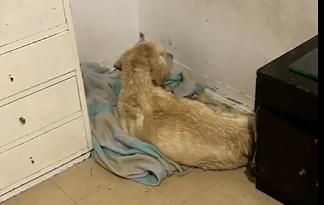¡Buenas noticias! Rescatan a perro, de 15 años, que estaba encerrado en una terraza
