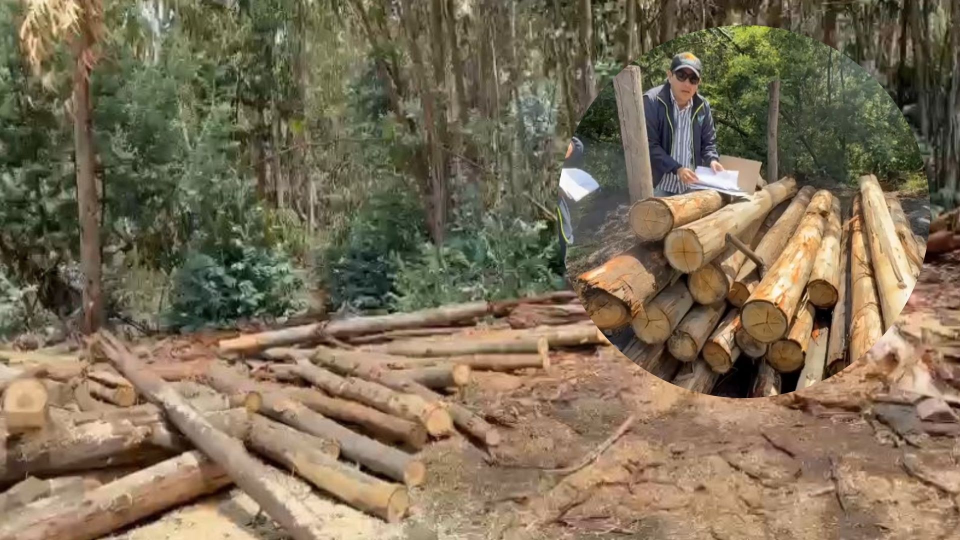En municipio de Suesca la CAR puso sanción por tala ilegal de madera: esto se sabe
