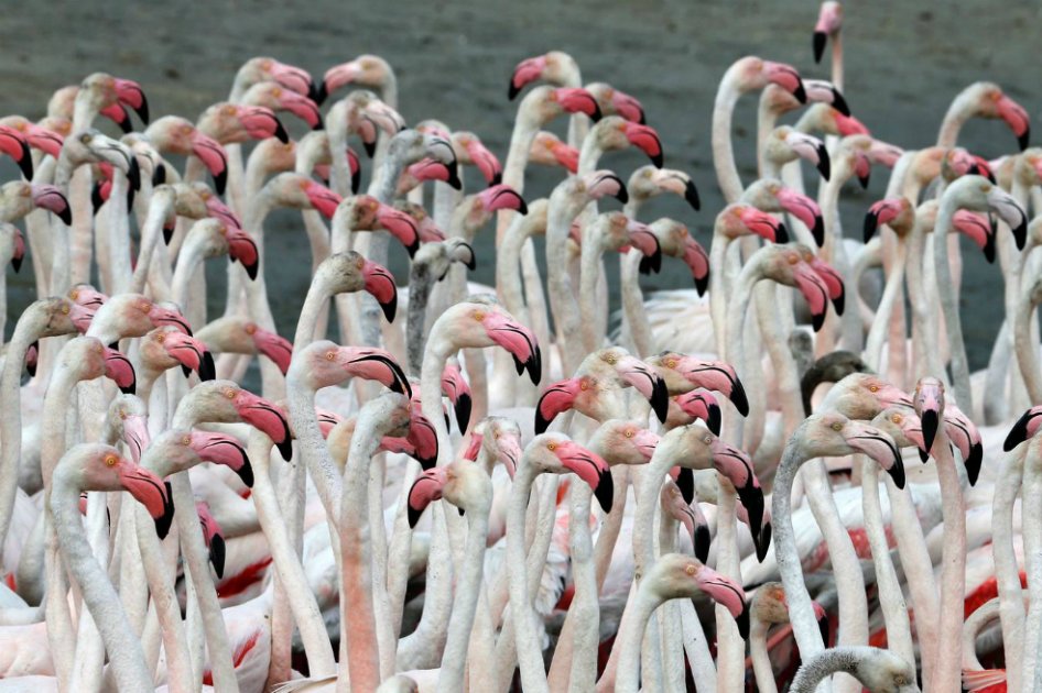 Más de 50 flamencos mueren electrocutados en La Guajira