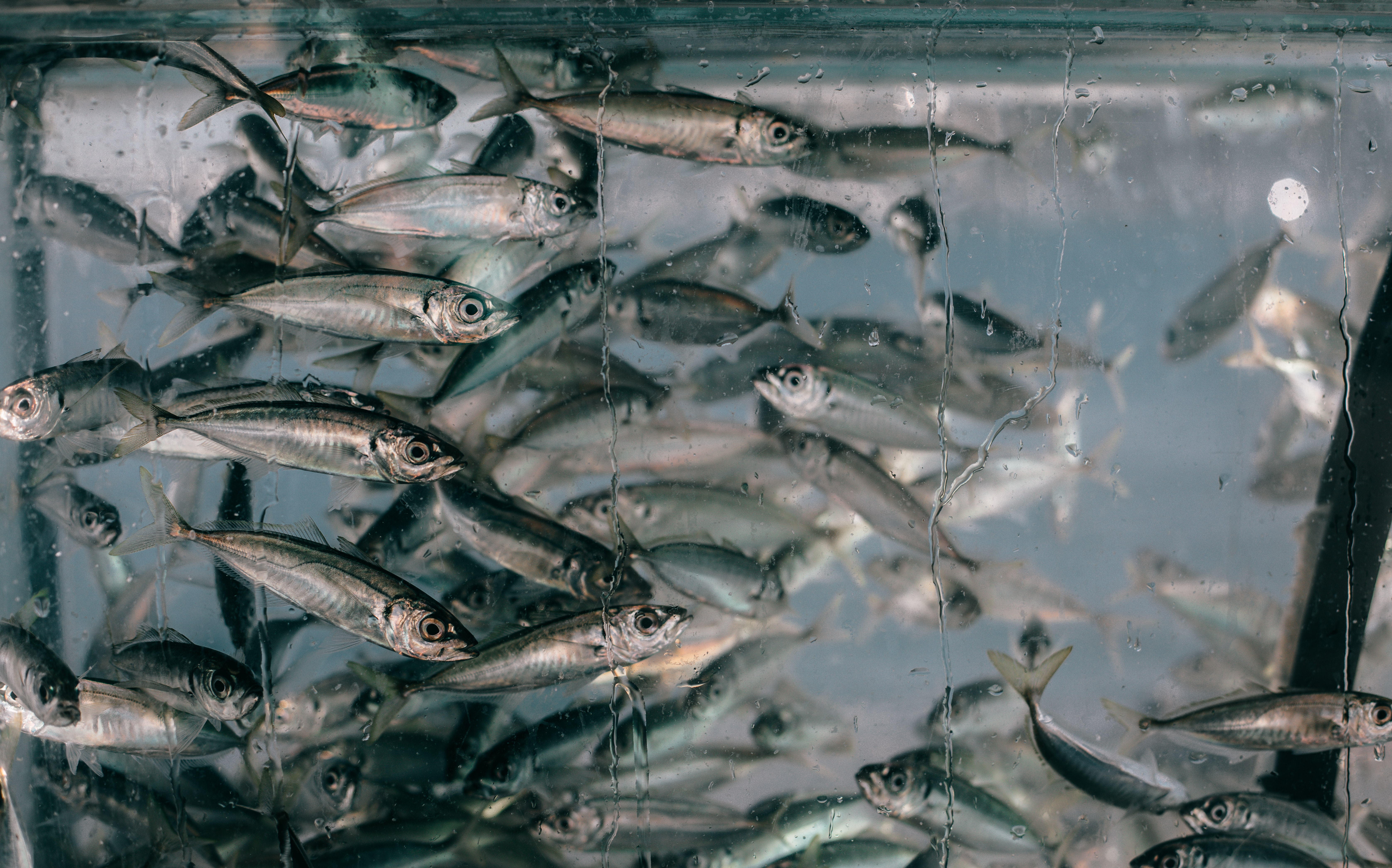 Los peces pequeños pueden ser remedio contra la desnutrición global