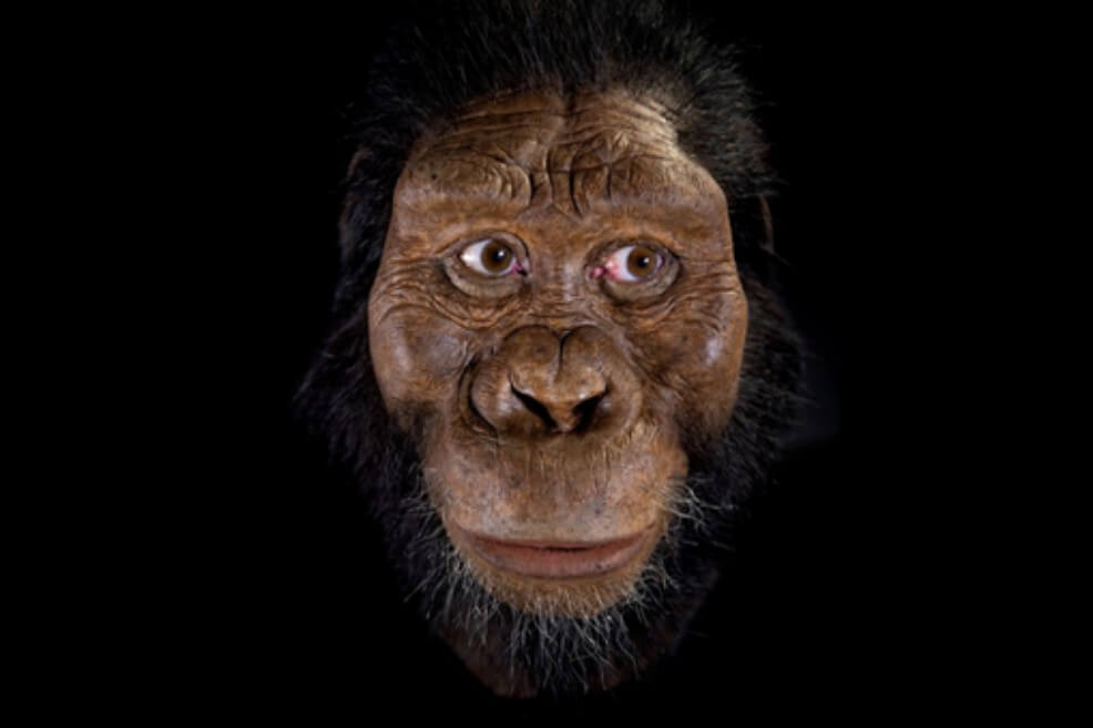 Ponen cara al antepasado de ‘Lucy’