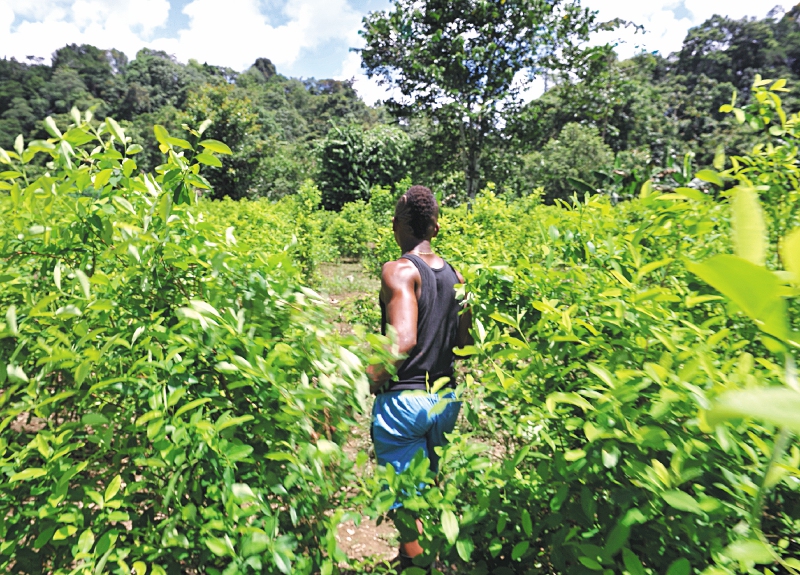 Restitución de tierras en Tumaco, una odisea a paso lento