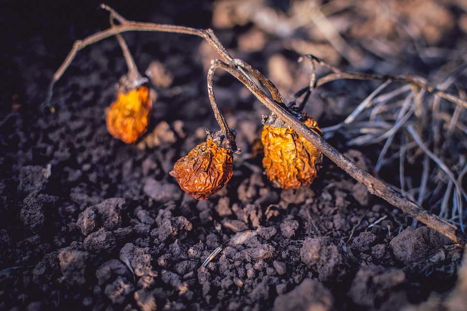 Nuestra dieta debe cambiar drásticamente en favor de la biodiversidad