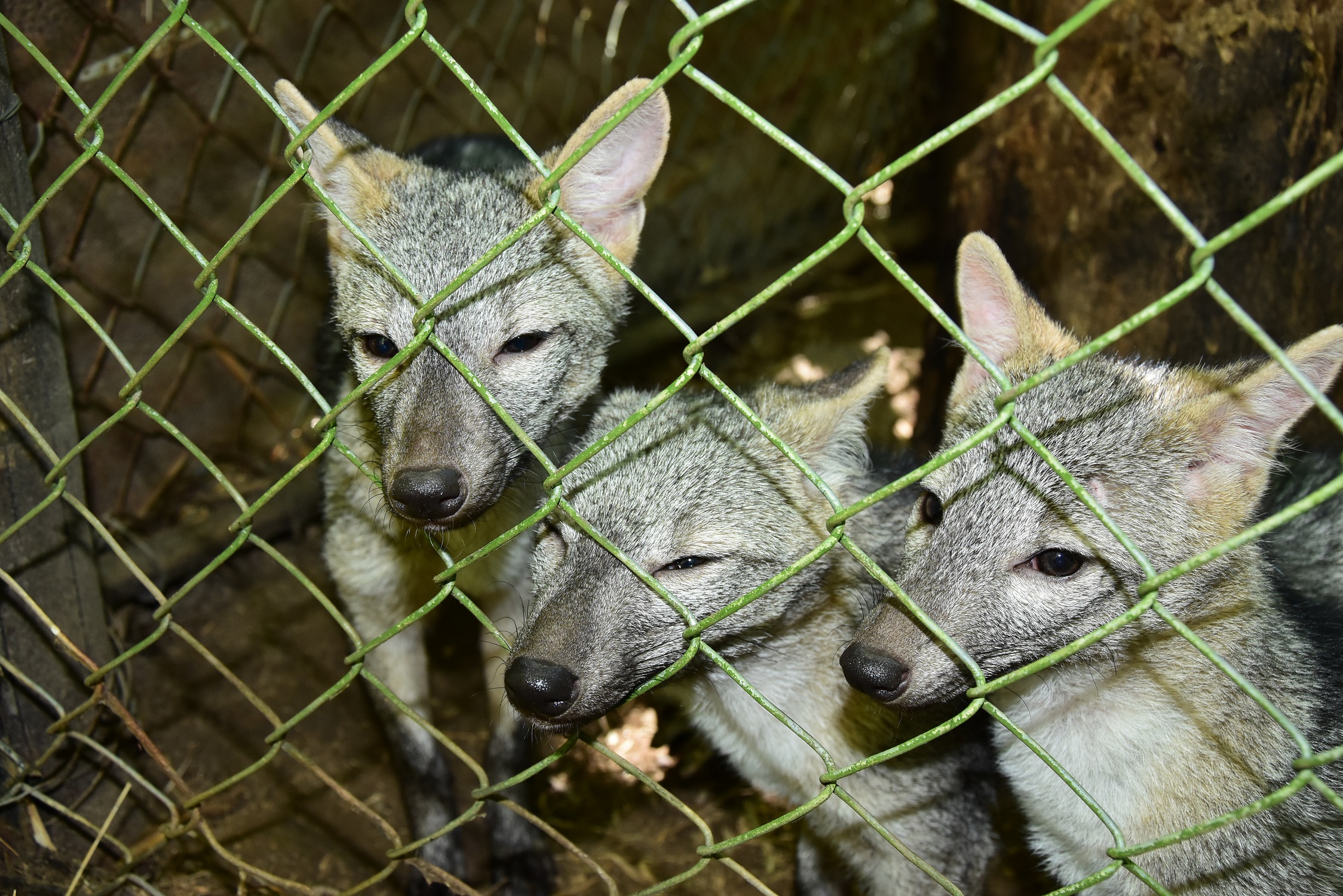 Presuntamente la madre de estos cachorros fue víctima mortal de perros de casería y sus crías quedaron desprotegidos.