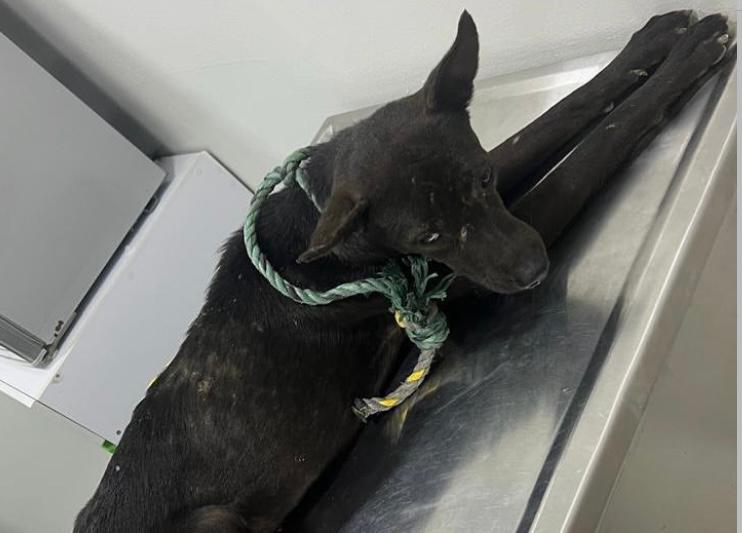 Indignación en Cartagena por perrito que fue arrastrado desde un carro