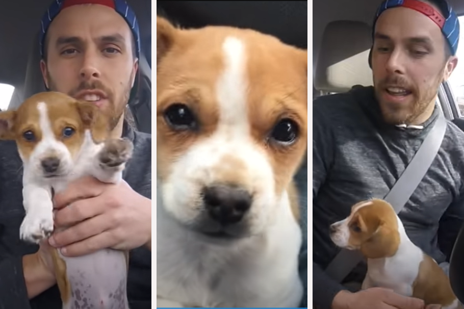 ¡Qué ternura! Un conductor hace felices a sus clientes viajando con un cachorro