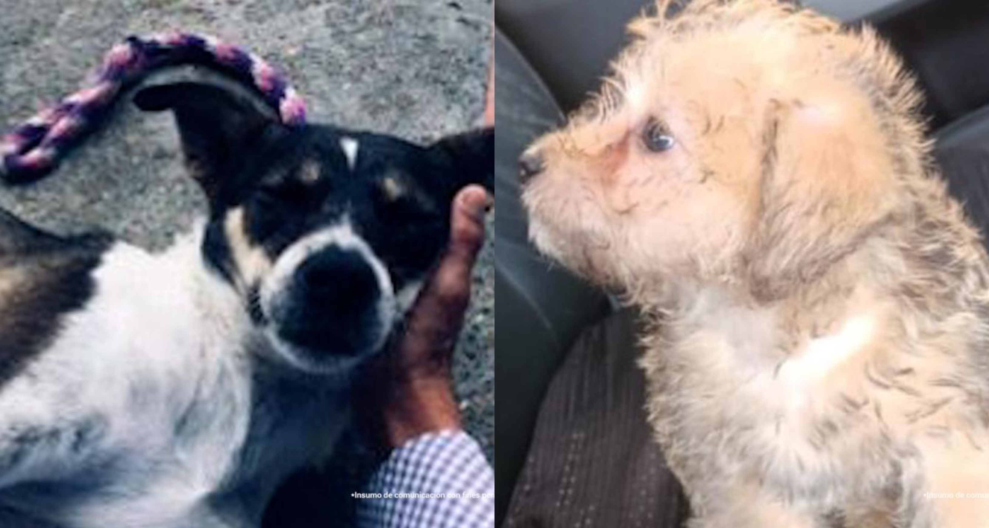 Judicializan a mujer por lanzar a un perro desde un piso 12 en Bello, Antioquia