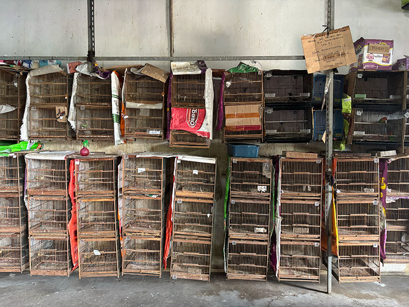 Pájaros cantores a la venta en una tienda de mascotas de la ciudad de Pontianak, en la provincia indonesia de Kalimantan Occidental. Muchas de las aves que se venden en el floreciente comercio del país son capturadas en los bosques y transportadas a lo largo de grandes distancias en condiciones de oscuridad y hacinamiento, hasta acabar en tiendas como esta en las grandes ciudades. Hasta el 80 % de las aves mueren durante el transporte, y es probable que las que sobreviven pasen el resto de sus vidas en jaulas.