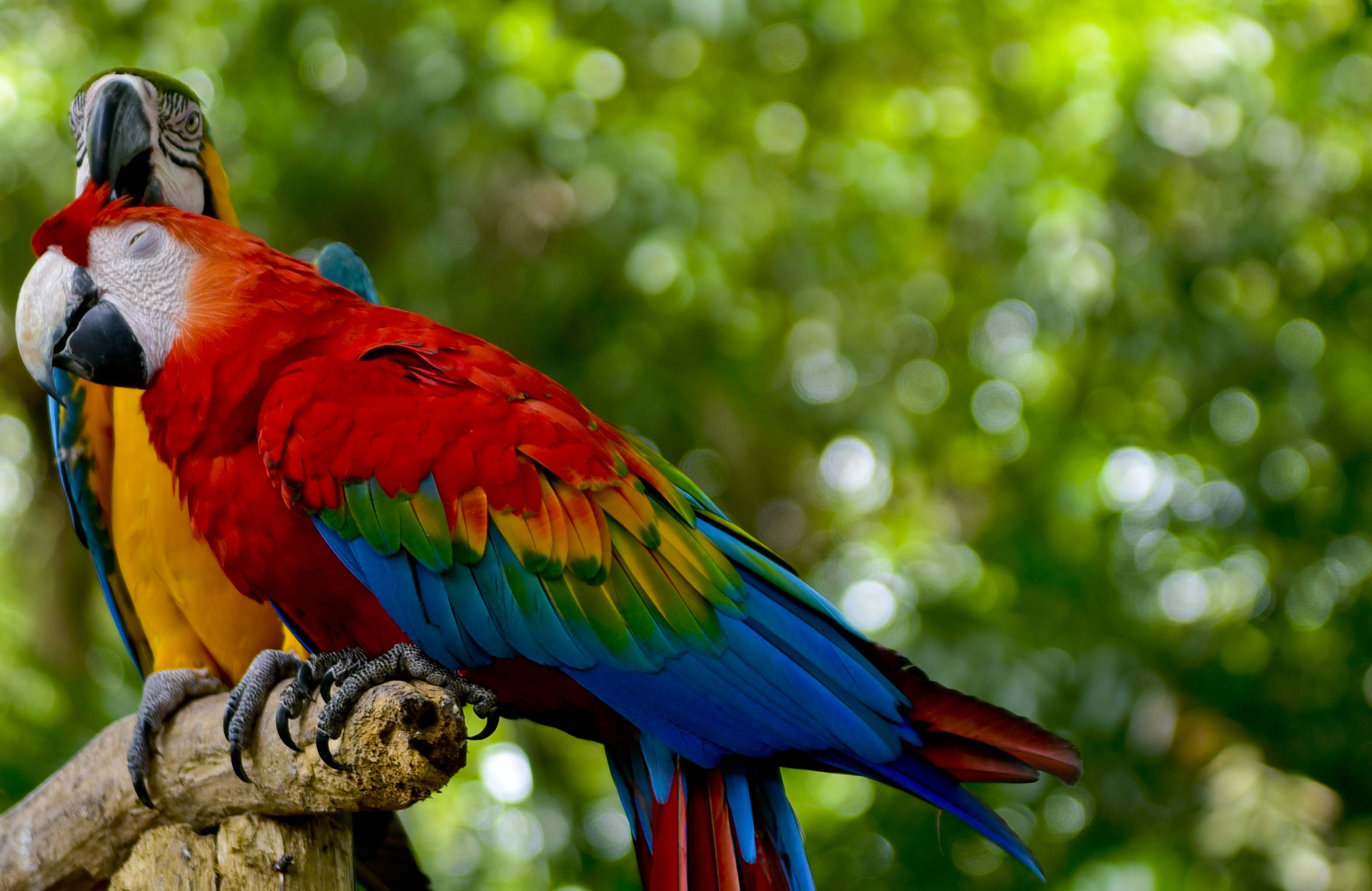 También, se han iniciado programas de conservación, educación e investigación, especialmente para aquellas especies que se encuentran en estado crítico de extinción como es el caso del mono Tití Cabeciblanco y el Paujil Piqui Azul. En este lugar se han logrado con éxito programas de reproducción en cautiverio para Flamencos, Cisnes Negros y Guacamayas.