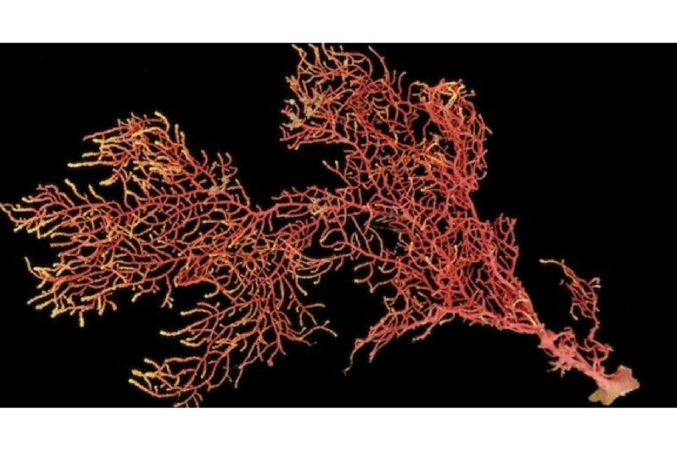 Imagen de archivo de un coral cedida por el Instituto Smithsonian de Investigaciones Tropicales.