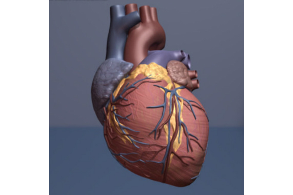 La proteína que imita los efectos del ejercicio físico en el corazón