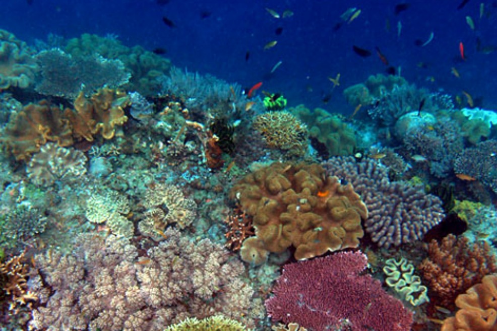 El lugar más biodiverso del planeta está en peligro