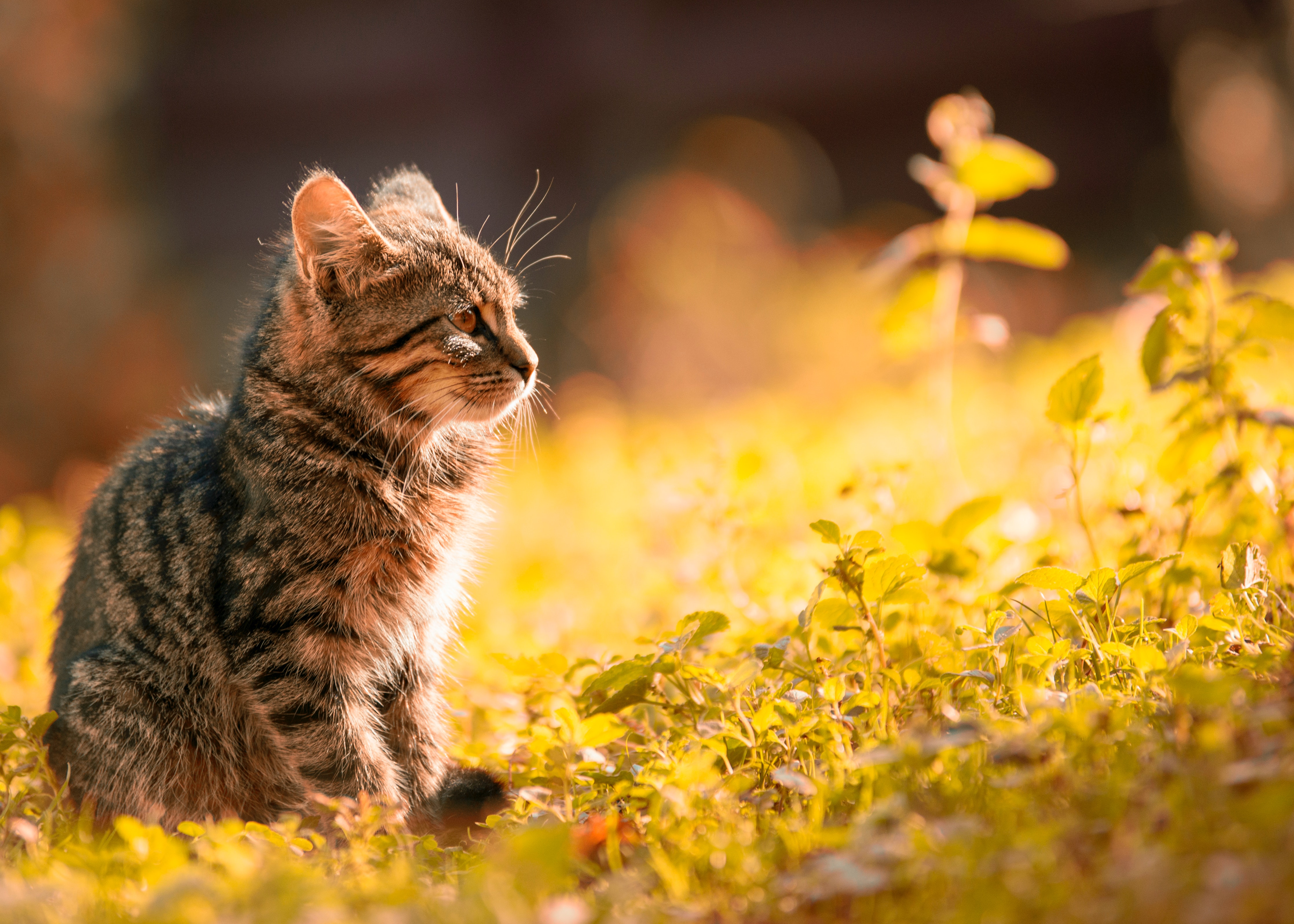 (Lista) Nombres para gatos machos originales, fáciles de pronunciar y cortos